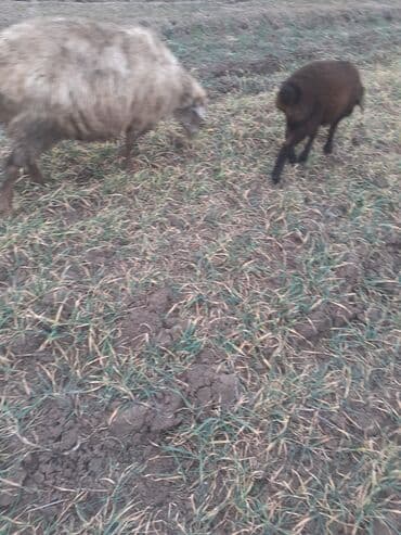 K/t heyvanları üçün mallar: 5 ci qardı dişdəri əladı balsı erkəydi ciddi şəxslər zəngin vursun — 2