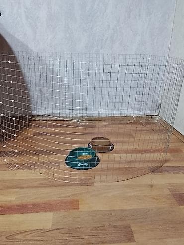 avcarka itleri: Pekines, 4 ay, Dişi, Ünvandan götürmə — 3