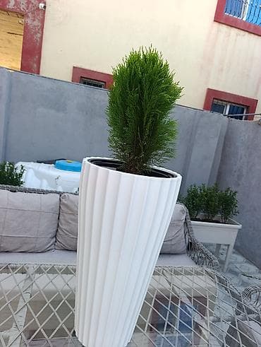 dasınmaz emlak: Bag evlərinə villalara həyət evlərinə, bina evlərinə baglarina — 7