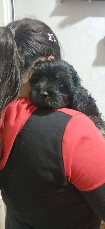 Alfa Romeo: Şirin balaca it balaları pudele - Cins: kiçik ölçülü dekorativ tip — 3