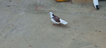 той пудель цена в баку: Sari qara cutdu.sarinin ata anasi 6 saat ucur .cutu 45manata.pavlin 10 — 8