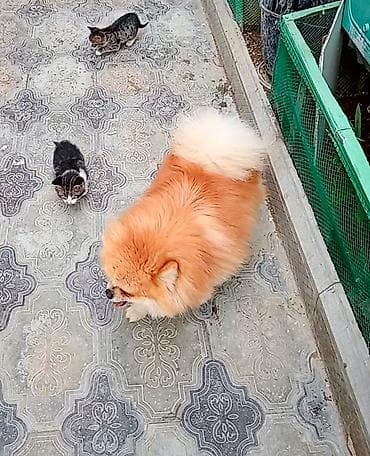 şpic it: Şpitz, 2 il, Erkek, Cütləşmə üçün — 4