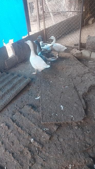 İtlər: Qazlar satılır - Növ: ev qazı yerli - Say: 4 baş - Rənglər: 2 ədəd — 5