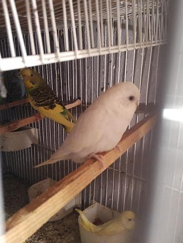 Pişiklər: Məhsul: Dalmatin, lutino, albino, göy, yaşıl və qarışıq rəng — 3