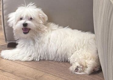 где можно купить собаку мальтипу: Мальтийская болонка, 7 месяцев, Самец, С прививками, Бесплатная доставка — 4