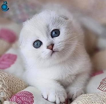 heyvan qoyun: Şotland, Erkək, Dişi, Yaxşı əllərə, Ünvandan götürmə, Pulsuz çatdırılma, Ödənişli çatdırılma — 4