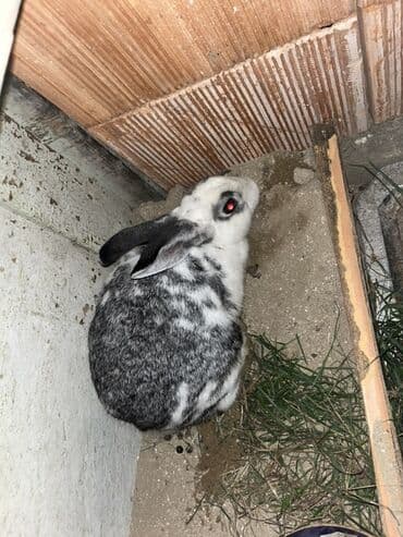 dovsanlar: Salam herr qiymete dovşanım var erkey dişi boğaz her boyda her sortda — 1