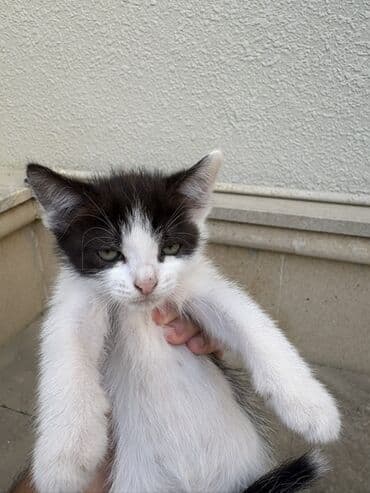 домашние котята добрые руки: Yaxşı əllərə — 2