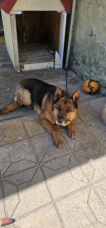 dagistan coban iti: Alman çoban iti — 8