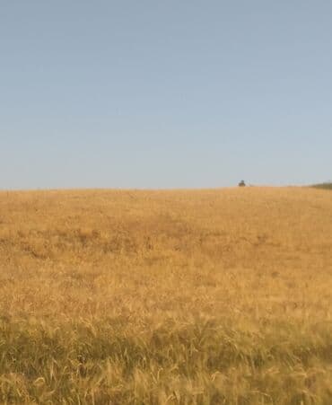 продажа недвижимости в баку: Kənd təsərrüfatı, Mülkiyyətçi, Kupça (Çıxarış) — 1