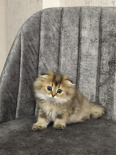 sirin pisik balalari: Şotland uzun tüklü — 2