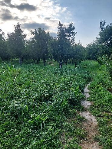 64 sot, Kənd təsərrüfatı, Mülkiyyətçi, Kupça (Çıxarış) — 5