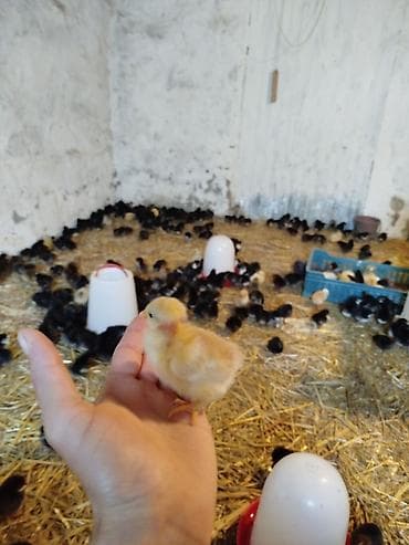 at satisi: 5-6 günlük Seçmə kənd cücələri satılır, hamısı qara rənglidi — 4