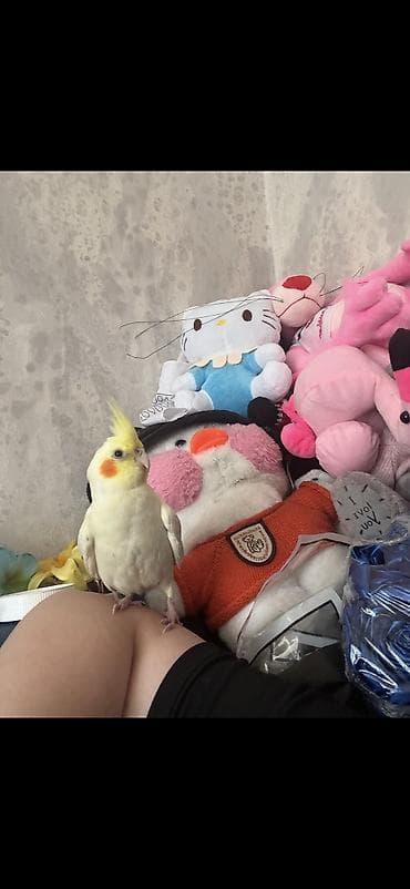 Попугаи: Tam ağ rəngdə, çox şirin və canayaxın Korella tutuquşusudur — 5
