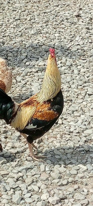 xoruzun cinsiyyet orqani: Məhsul: Xoruz Təsvir: - Rəngarəng tüklü, baş və boyun hissəsi açıq — 1