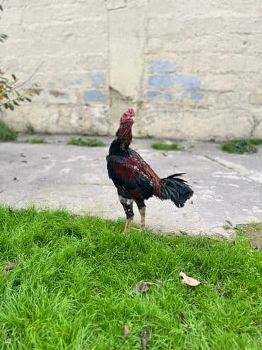 qaz şəkili: Salam maşallah olsun heyvan aktiv canlı becedi 9aylig olub 10un — 3