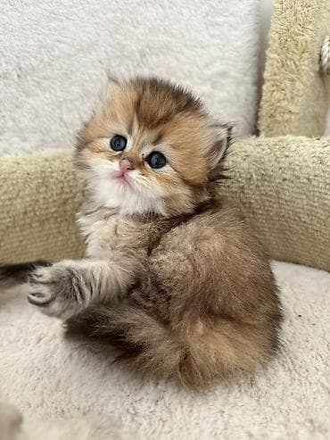 sort pişik: British Longhair/Scottish tipli balaca pişik balaları Xüsusiyyətlər — 1