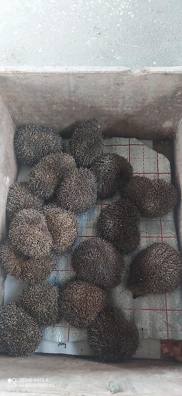 Məhsul: Kirpilər (canlı) Təsvir: - Təbii həyət/bağ zərərvericilərinə