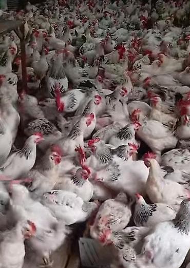 cex qus: Toyuq, Yumurtalıq, Pulsuz çatdırılma — 1