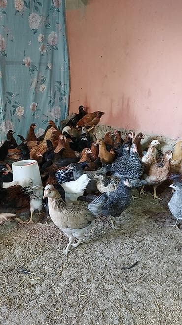 Toyuq cücələri, Damazlıq — 2