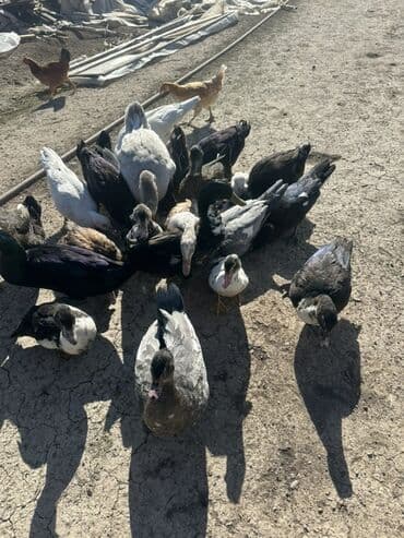 kuban ördek: Salam Aleykum Satılır Ördək Qaz Ördək Cücəsi Toyoq 36 Ədəd Lal Ördək — 34