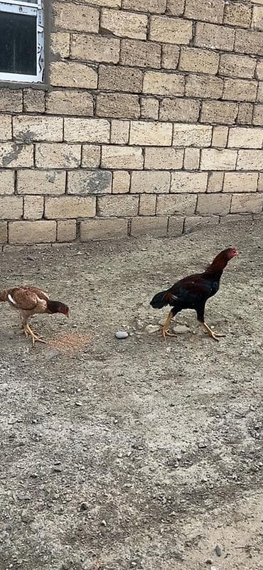 Toyuq, Damazlıq lalafo.az -da Toyuq, Damazlıq