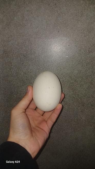Yarımfabrikatlar: Məhsul: qaz yumurtası Təsvir: - Təbii yemlə bəslənən ev qazları — 2