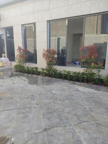 üzüm ağacı: Dekorativ ağaclar gül çiçək qazon torf torpaq ağdaşlar satşi ağacların — 15