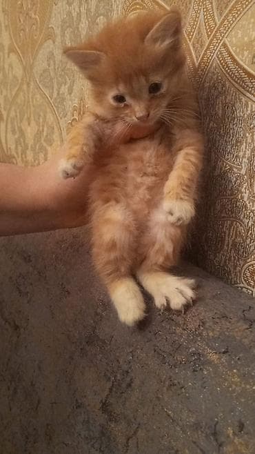 ev sicani: 🐾 Salam dostlar! Balaca, şirin pişik balalarını pulsuz olaraq — 3