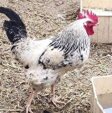 Cins xoruzlar – gümüş rəng variasiyaları - Növ: Yumurta-ət lalafo.az -da Cins xoruzlar – gümüş rəng variasiyaları - Növ: Yumurta-ət