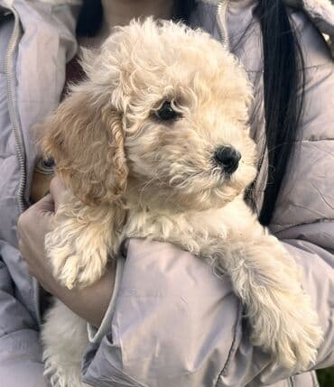 gözəl it adları: Pudel, 2 ay, Erkek, Peyvəndli, Ödənişli çatdırılma — 4