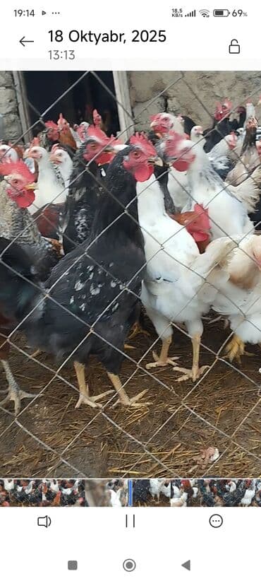 kənd toyugu: Kent colpaları — 3