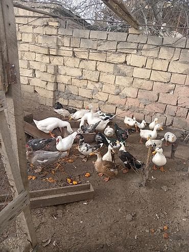 Ördek sürüsü – müxtəlif cins və rənglər - Təsərrüfatda saxlanılan