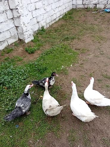 Toyuqlar: Macar ağ ordey lal satlir 3 erkey 8maya satlir munasib qiymete isdeyen — 3