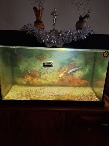 Dördbucaq akvarium, Boş, 100 l, Ünvandan götürmə