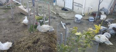 mandarinka ördəyi: Həm kəsilməli həm də damazlıq original təmiz cins lal ördəklər — 7