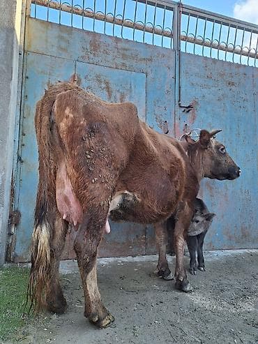 Yemlər: 14 litir süd verir 4 qarına doğub 10 gündü doğub balası dişdi — 2