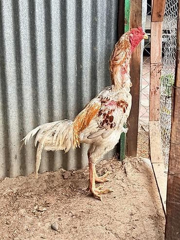 sumatra xoruz: Doşab heyratı satılır 1 delebesi var Məhsul: Xoruz (uzunboyun, oyun — 2