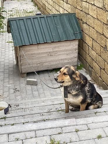 atım qurğu: İt oz itimdi cox akdiv itdir peyvendi vaxdi vaxdinda vurulur qiymet — 5