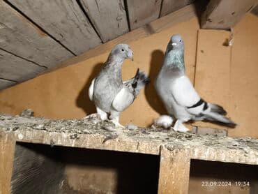 магазин собак в баку: Takla Türkiyə cüt 80₼
Satışda başqa taklalarda var — 2