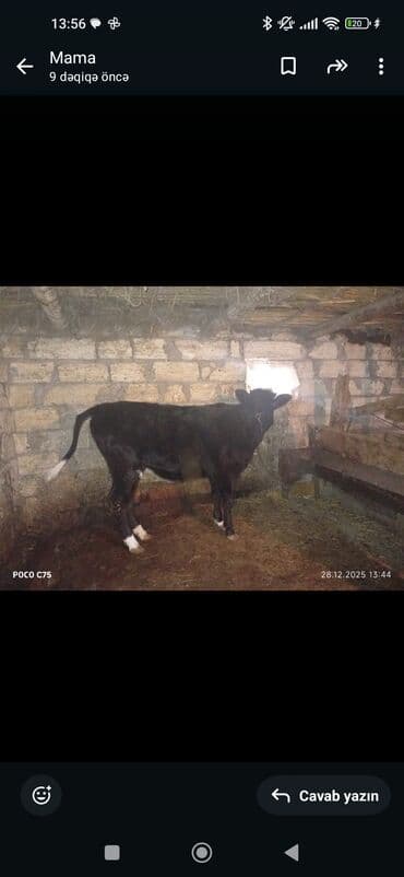 lalafo itlerin satisi: Satış üçün 2 baş heyvan - Qara rəngli buzov: qarışıq cins görünüşlü — 1