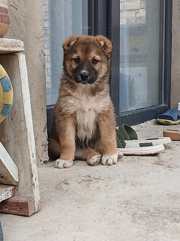 coban iti balasi: Kanqal, 2 ay, Dişi — 1