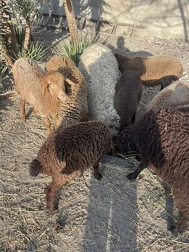 bala it sekilleri: Qoyun və quzu sürüsü - Cins: yerli qaragül/yerli xışıltılı tiplər — 2