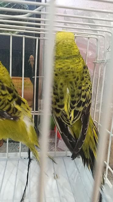 Göyərçinlər: Cex cütü 70 azn — 4