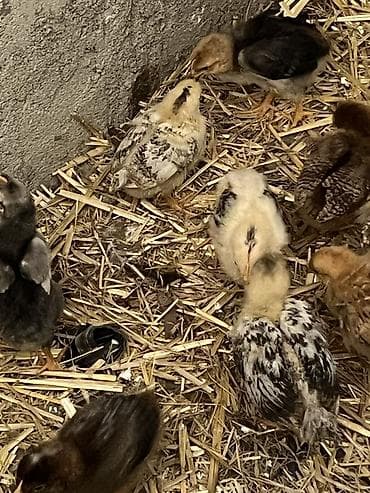 kent colpası: Toyuq cücələri, Damazlıq — 4