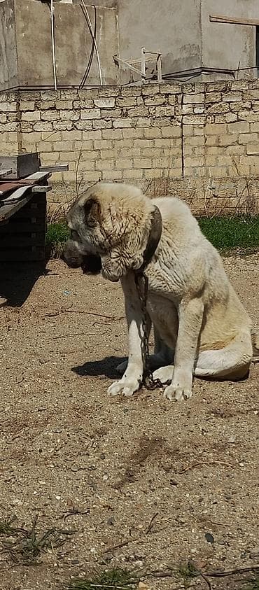 Kanqal, 2 il lalafo.az -da Kanqal, 2 il