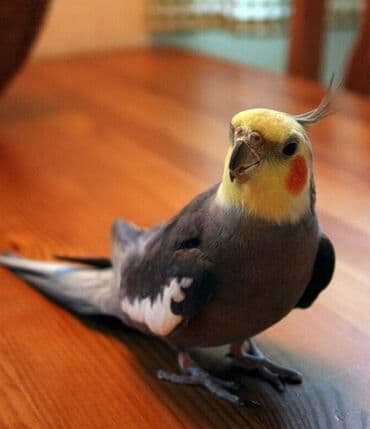 🦜 Salam! Hazır əl quşlarımız mövcuddur 🗣️ Danışan Sultan quşları 🐣