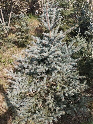 suyun qiymeti: Satışda hər ölçüdə kremlyovski yolka ağacları var ölçüsünə görə — 2