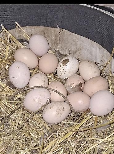 Ev yumurtasi tebii otlayirlar yumurtalar iri mayaliqda 30 qepiye