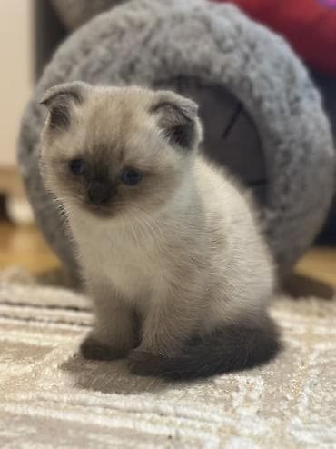 pişik qabı: Şotland, Erkək, Dişi — 4